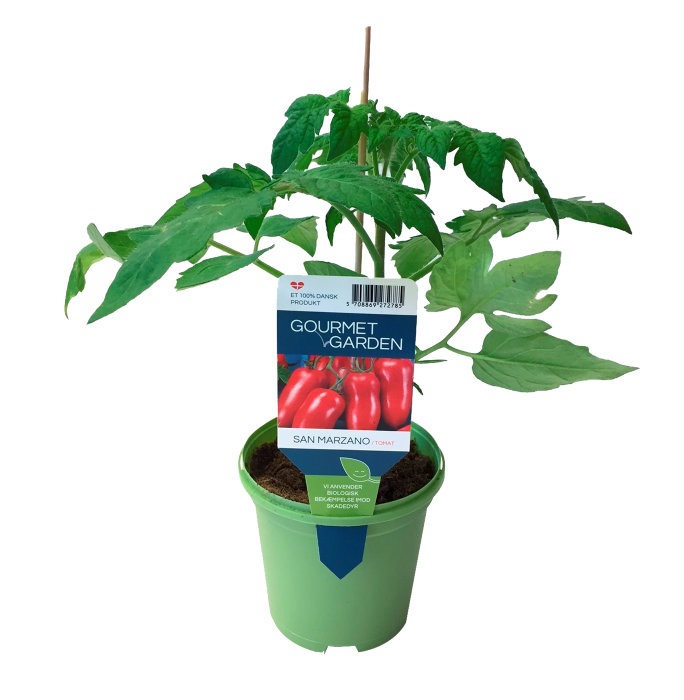 Tomatplanter mix i 11 cm potte